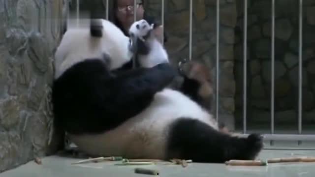 熊猫青春蜜糖在线观看,甜蜜校园恋曲在线放送 第1张 熊猫青春蜜糖在线观看,甜蜜校园恋曲在线放送 第1张